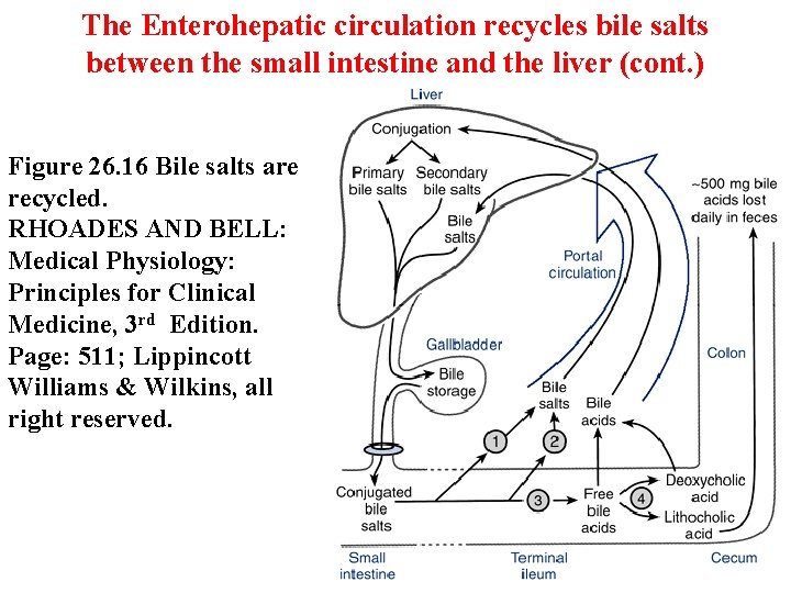 The Enterohepatic circulation recycles bile salts between the small intestine and the liver (cont. The Enterohepatic circulation recycles bile salts between the small intestine and the liver (cont.
