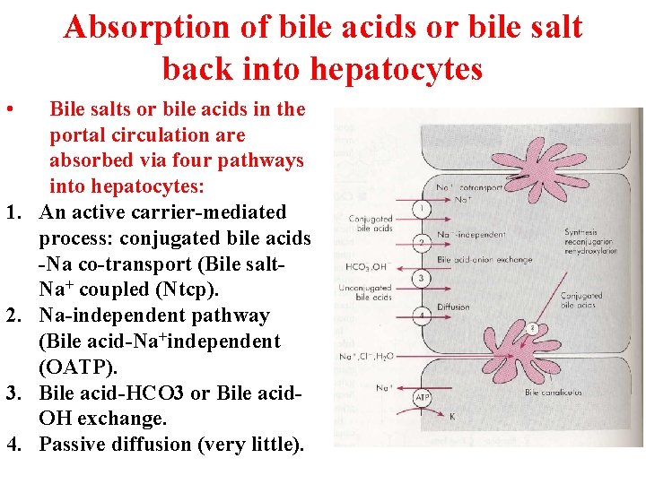 Absorption of bile acids or bile salt back into hepatocytes • 1. 2. 3. Absorption of bile acids or bile salt back into hepatocytes • 1. 2. 3.