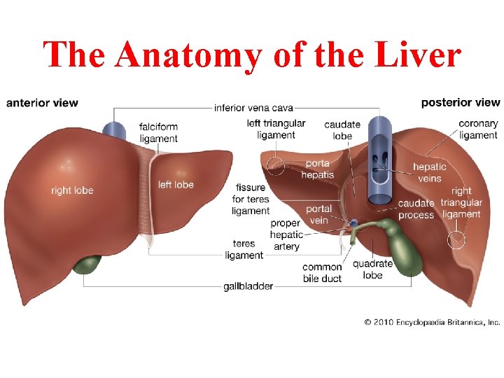 The Anatomy of the Liver The Anatomy of the Liver