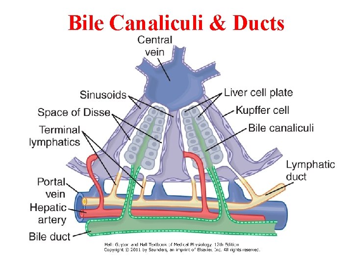 Bile Canaliculi & Ducts Bile Canaliculi & Ducts