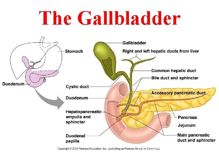The Gallbladder The Gallbladder