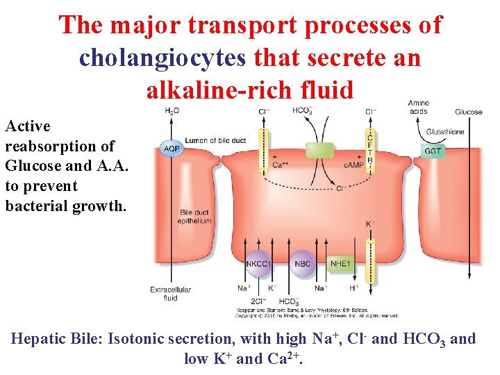 The major transport processes of cholangiocytes that secrete an alkaline-rich fluid Active reabsorption of The major transport processes of cholangiocytes that secrete an alkaline-rich fluid Active reabsorption of