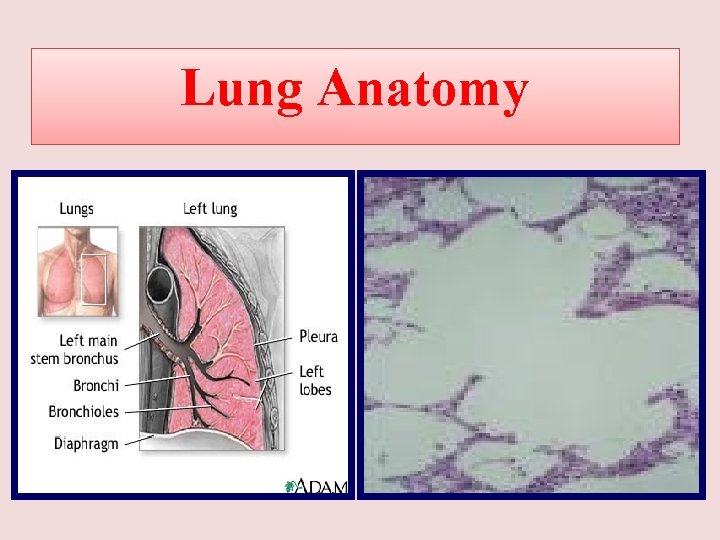 Lung Anatomy 