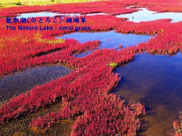 能取湖(のとろこ)-珊瑚草 The Notoro Lake - coral grass 