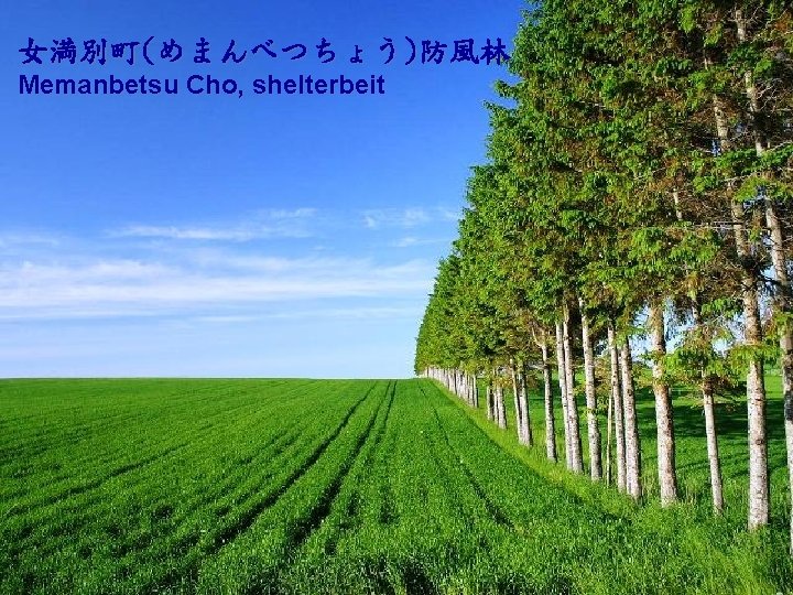 女満別町(めまんべつちょう)防風林 Memanbetsu Cho, shelterbeit 
