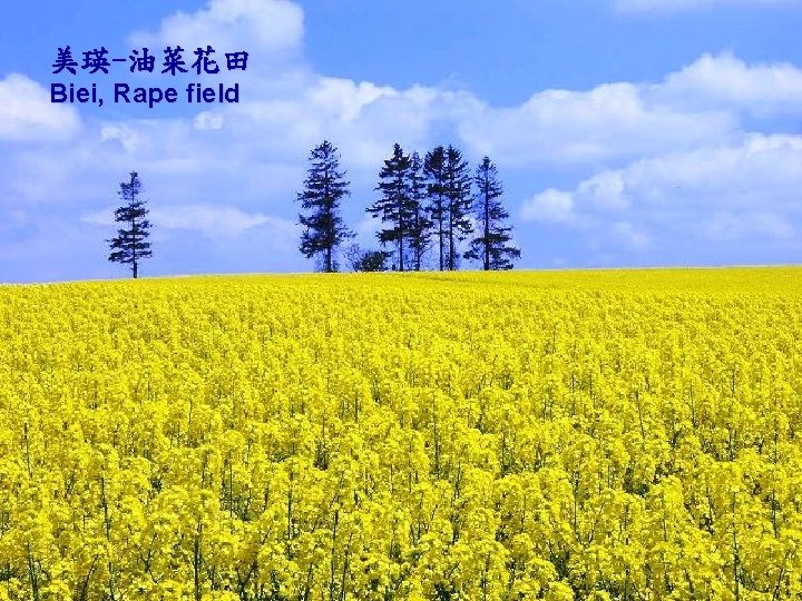 美瑛-油菜花田 Biei, Rape field 