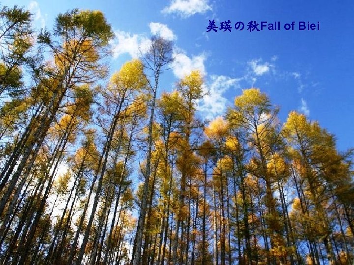 美瑛の秋Fall of Biei 