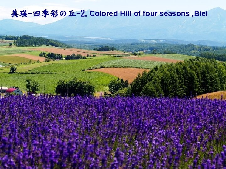 美瑛-四季彩の丘-2. Colored Hill of four seasons , Biei 