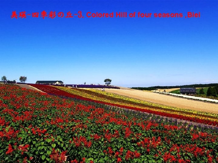 美瑛-四季彩の丘-3. Colored Hill of four seasons , Biei 