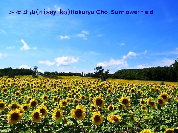 ニセコ山(nisey-ko)Hokuryu Cho , Sunflower field 