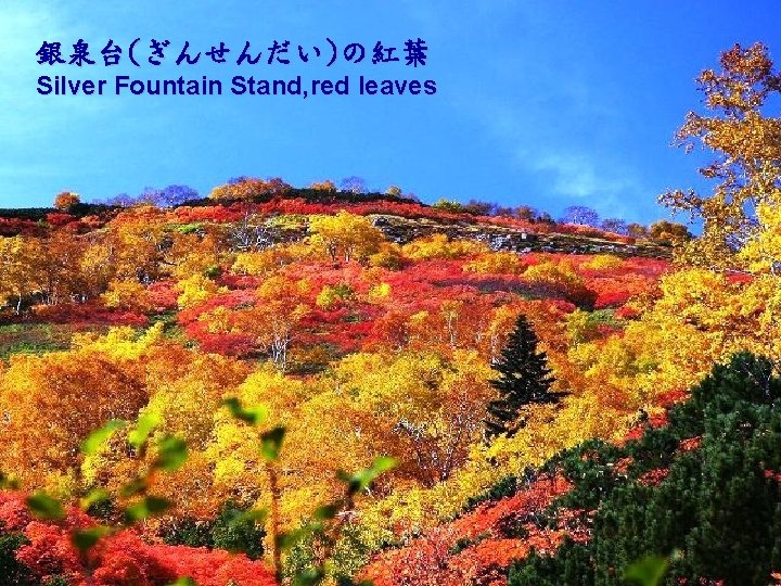 銀泉台(ぎんせんだい)の紅葉 Silver Fountain Stand, red leaves 