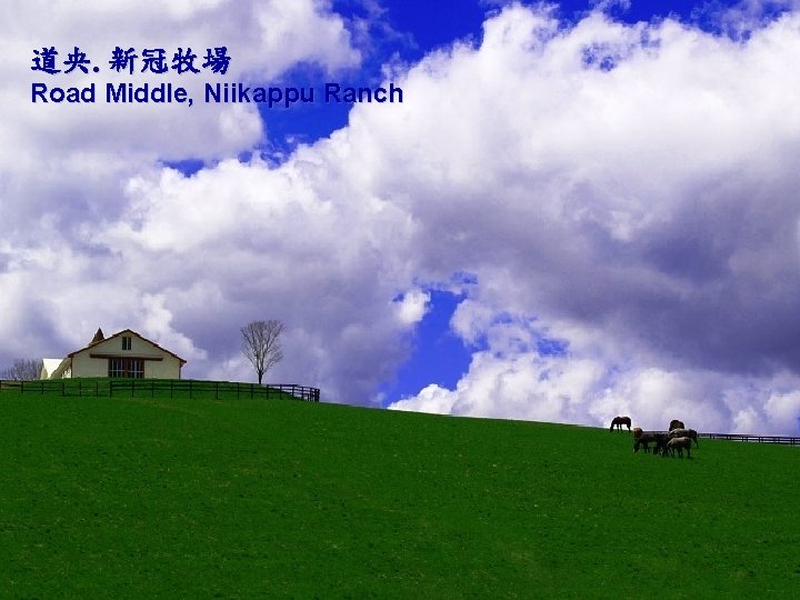 道央. 新冠牧場 Road Middle, Niikappu Ranch 