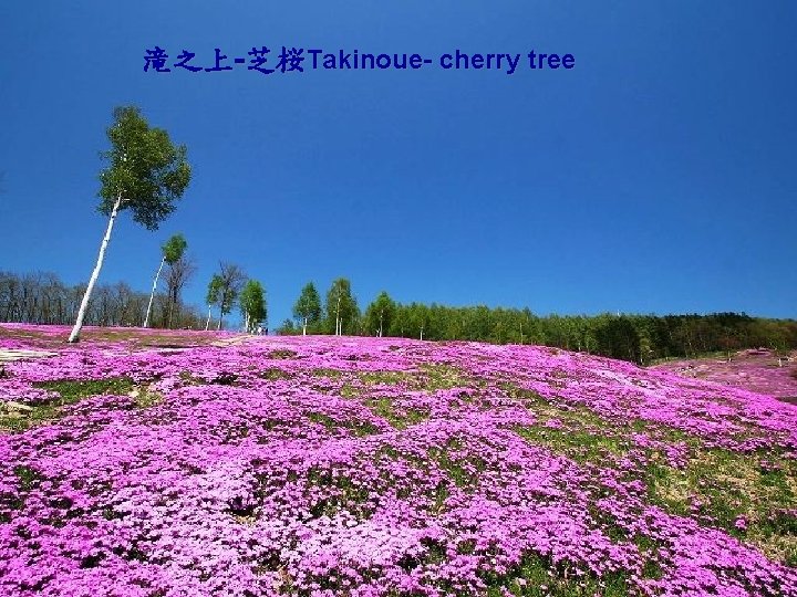 滝之上-芝桜Takinoue- cherry tree 