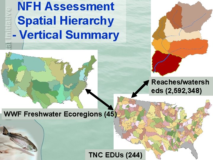 NFH Assessment Spatial Hierarchy - Vertical Summary Reaches/watersh eds (2, 592, 348) WWF Freshwater