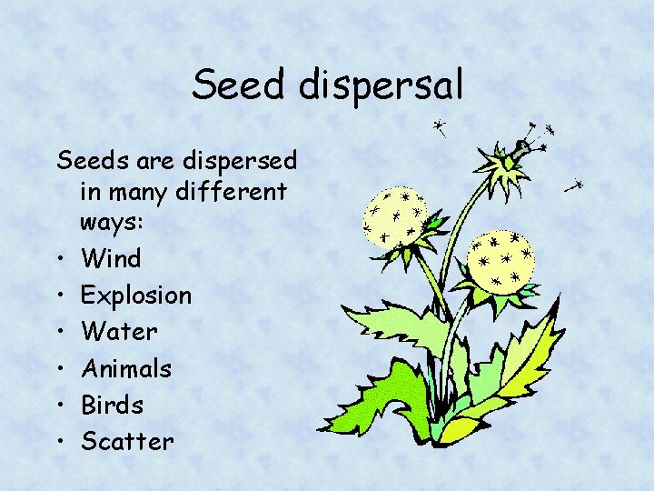 Seed dispersal Seeds are dispersed in many different ways: • Wind • Explosion •
