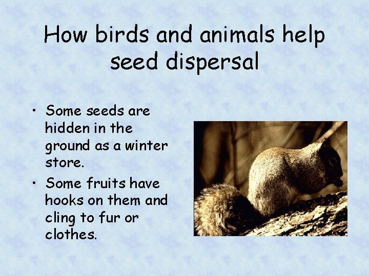 How birds and animals help seed dispersal • Some seeds are hidden in the
