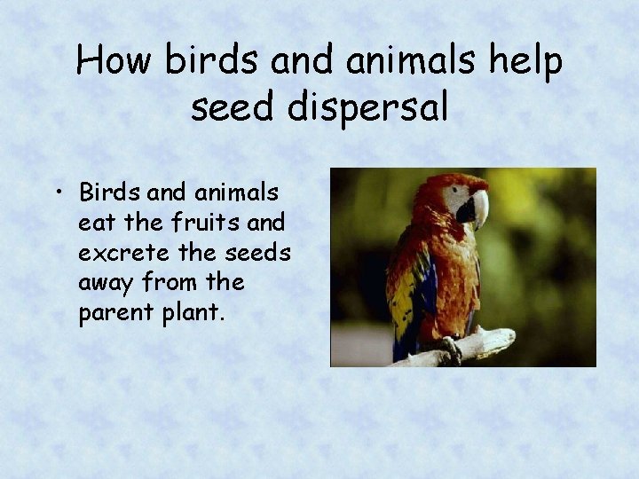 How birds and animals help seed dispersal • Birds and animals eat the fruits