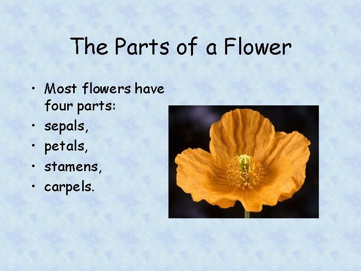 The Parts of a Flower • Most flowers have four parts: • sepals, •