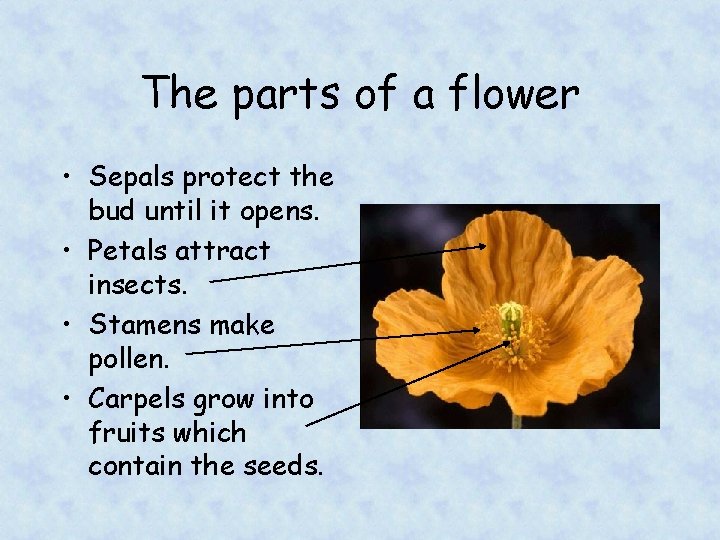 The parts of a flower • Sepals protect the bud until it opens. •