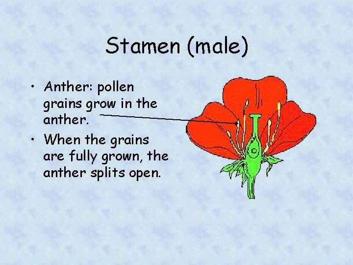 Stamen (male) • Anther: pollen grains grow in the anther. • When the grains