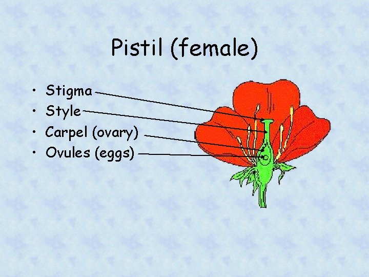 Pistil (female) • • Stigma Style Carpel (ovary) Ovules (eggs) 