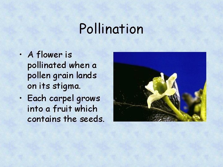 Pollination • A flower is pollinated when a pollen grain lands on its stigma.