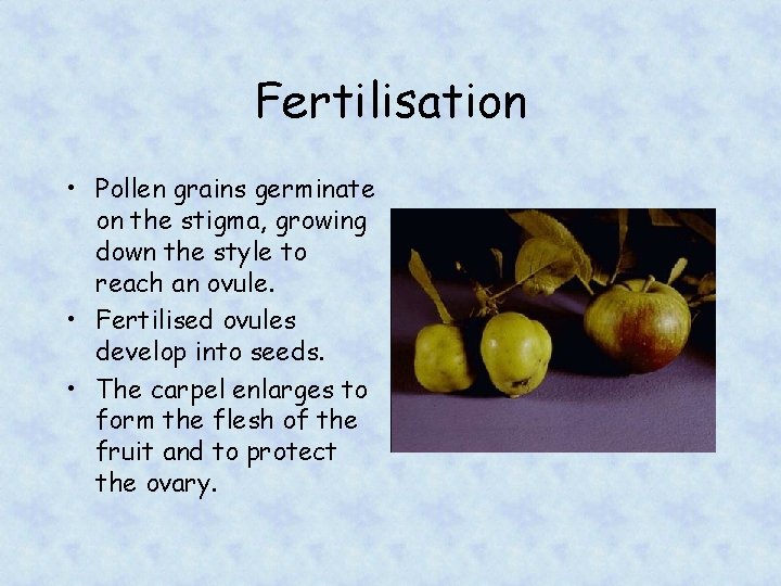 Fertilisation • Pollen grains germinate on the stigma, growing down the style to reach