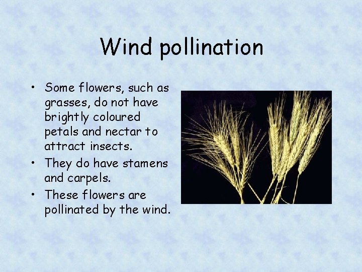 Wind pollination • Some flowers, such as grasses, do not have brightly coloured petals