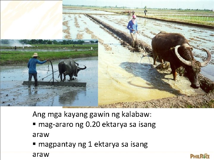 Ang mga kayang gawin ng kalabaw: § mag-araro ng 0. 20 ektarya sa isang