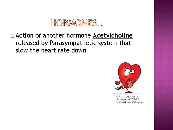 � Action of another hormone Acetylcholine released by Parasympathetic system that slow the heart