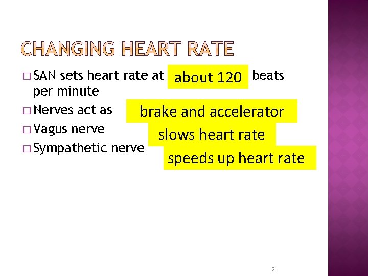 sets heart rate at about 120 beats per minute � Nerves act as brake