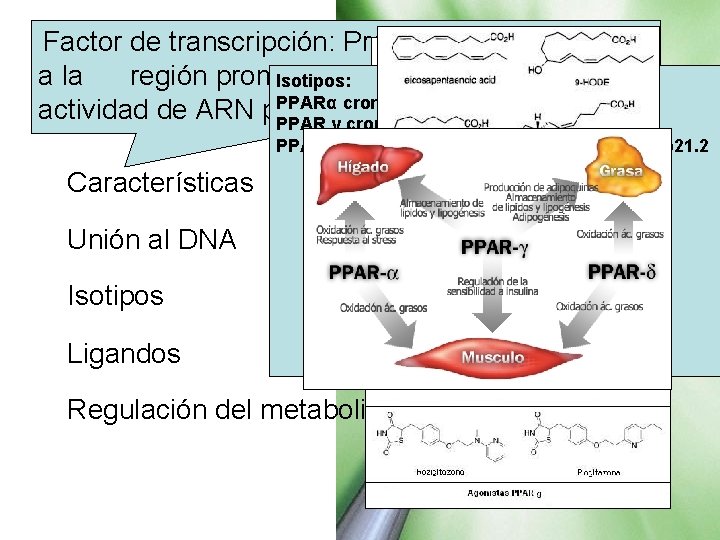 Factor de transcripción: Proteínas que se unen PPAR a la región promotora Isotipos: de