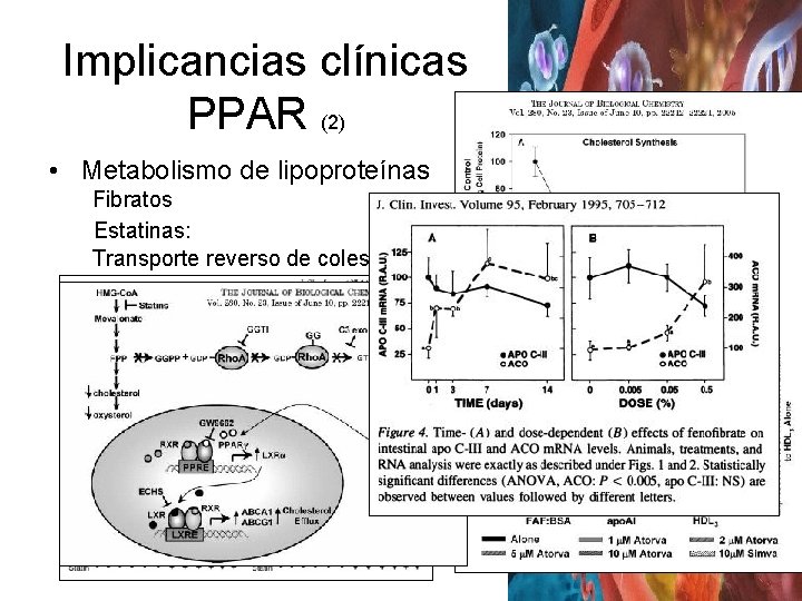 Implicancias clínicas PPAR (2) • Metabolismo de lipoproteínas Fibratos Estatinas: Transporte reverso de colesterol