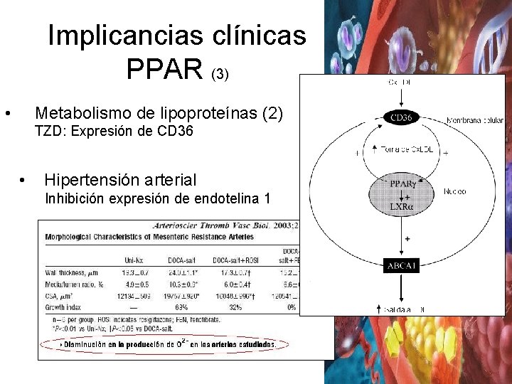 Implicancias clínicas PPAR (3) • Metabolismo de lipoproteínas (2) TZD: Expresión de CD 36