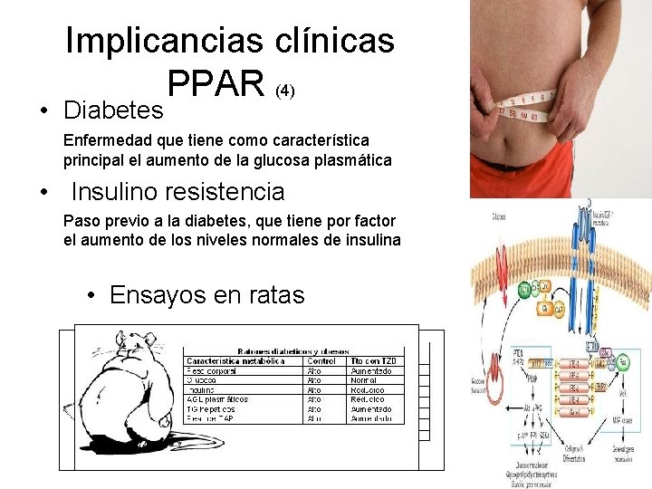Implicancias clínicas PPAR (4) • Diabetes Enfermedad que tiene como característica principal el aumento