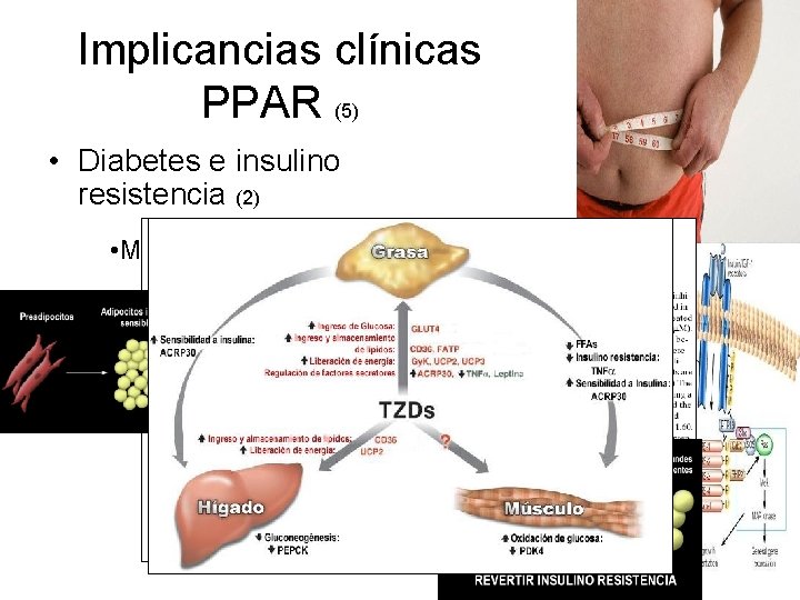 Implicancias clínicas PPAR (5) • Diabetes e insulino resistencia (2) • Mecanismos hipoglicémicos de