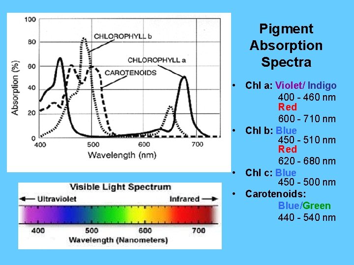 Pigment Absorption Spectra • Chl a: Violet/ Indigo 400 - 460 nm Red 600