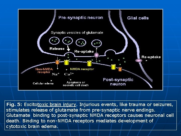 Fig. 5: Excitotoxic brain injury. Injurious events, like trauma or seizures, stimulates release of