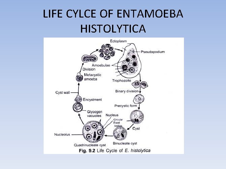 LIFE CYLCE OF ENTAMOEBA HISTOLYTICA 
