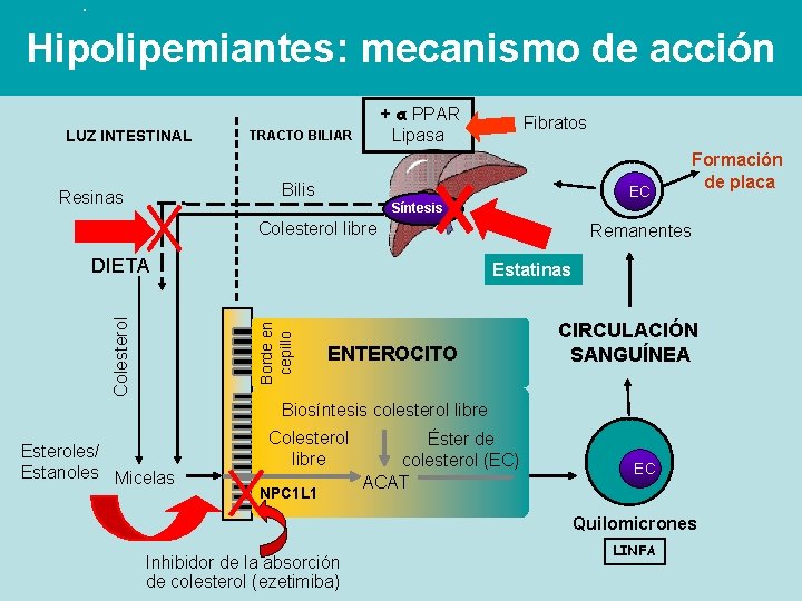 Hipolipemiantes: mecanismo de acción LUZ INTESTINAL + α PPAR Lipasa TRACTO BILIAR Fibratos Bilis