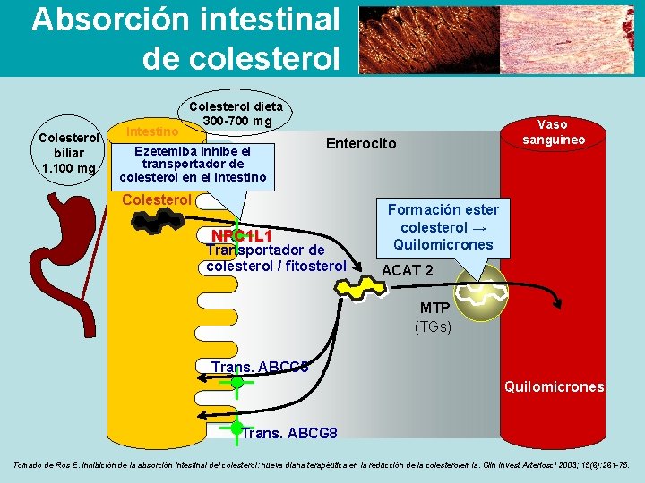 Absorción intestinal de colesterol Colesterol biliar 1. 100 mg Intestino Colesterol dieta 300 -700