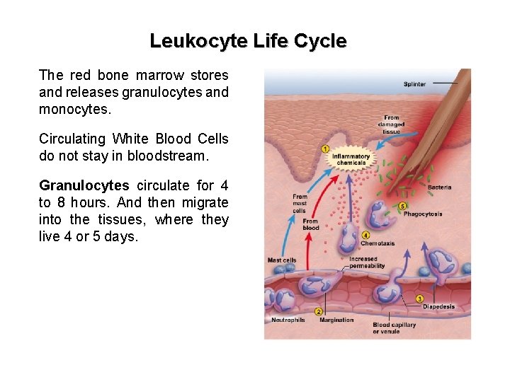 Leukocyte Life Cycle The red bone marrow stores and releases granulocytes and monocytes. Circulating
