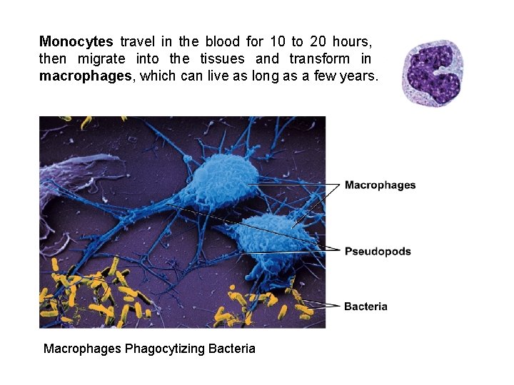 Monocytes travel in the blood for 10 to 20 hours, then migrate into the