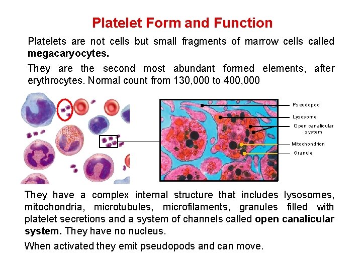 Platelet Form and Function Platelets are not cells but small fragments of marrow cells