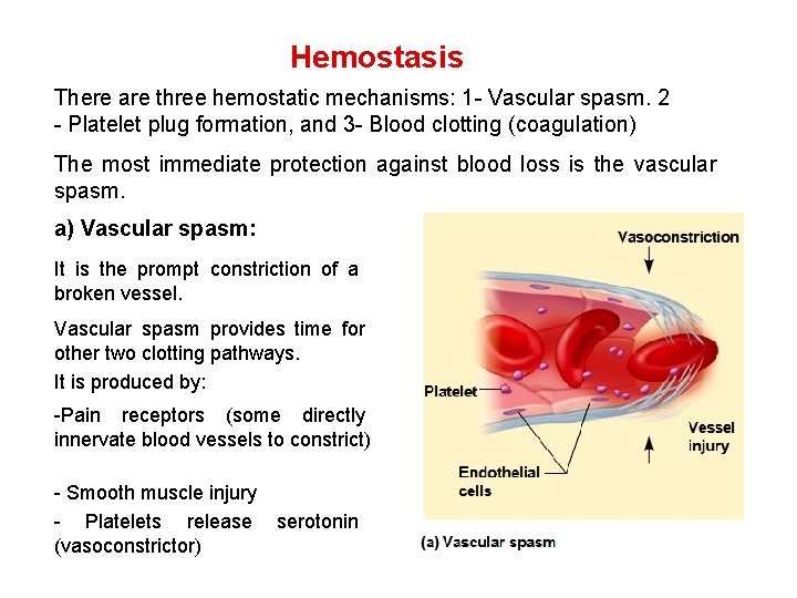 Hemostasis There are three hemostatic mechanisms: 1 - Vascular spasm. 2 - Platelet plug