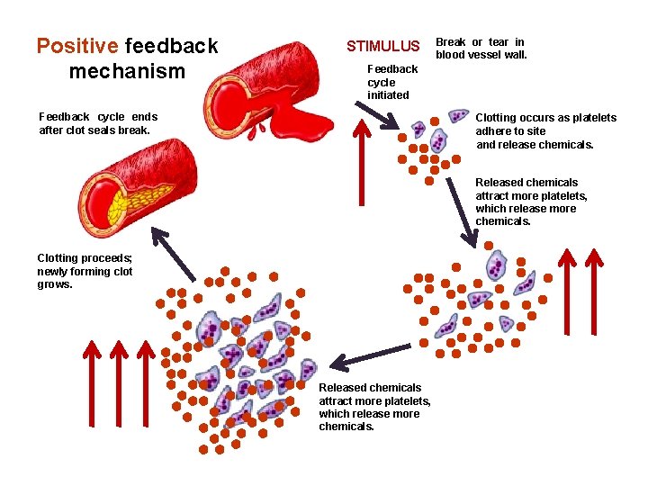 Positive feedback mechanism STIMULUS Break or tear in blood vessel wall. Feedback cycle initiated