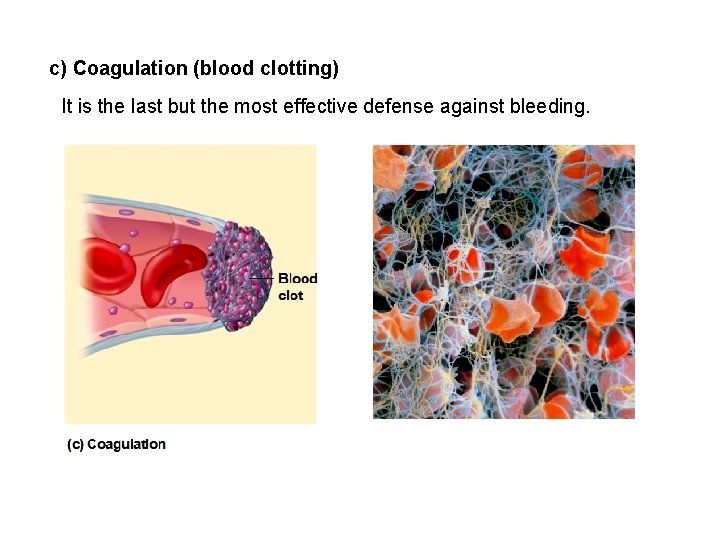 c) Coagulation (blood clotting) It is the last but the most effective defense against