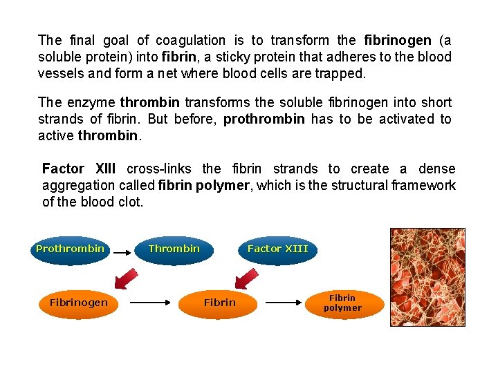 The final goal of coagulation is to transform the fibrinogen (a soluble protein) into