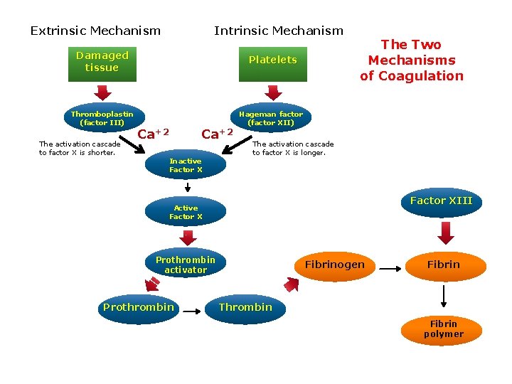 Extrinsic Mechanism Intrinsic Mechanism Damaged tissue Thromboplastin (factor III) The activation cascade to factor