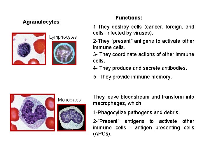 Agranulocytes Lymphocytes Functions: 1 -They destroy cells (cancer, foreign, and cells infected by viruses).